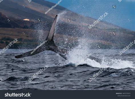 Humpback Whale Peduncle Throw Hawaii Maui Stock Photo Edit Now