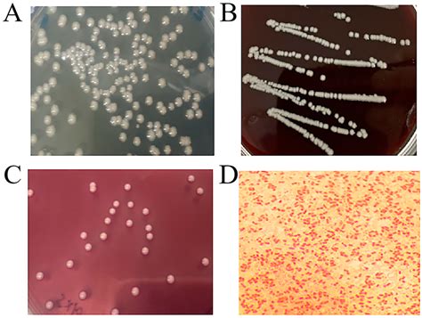 Veterinary Sciences Free Full Text Microbiological Characteristics And Pathogenesis Of