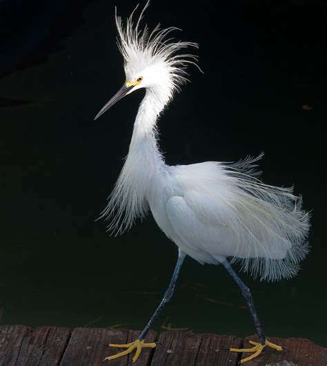 Snowy Egret