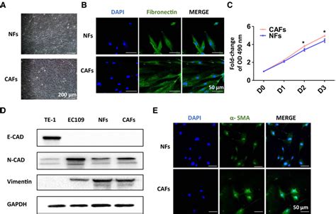 Isolation And Identification Of Cancer‐associated Fibroblasts Cafs Download Scientific