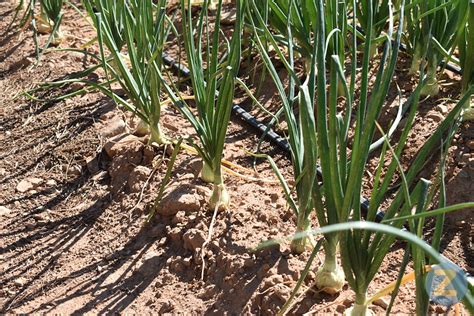 Asaja Ciudad Real Exige Mayores Controles Para El Cumplimiento De La