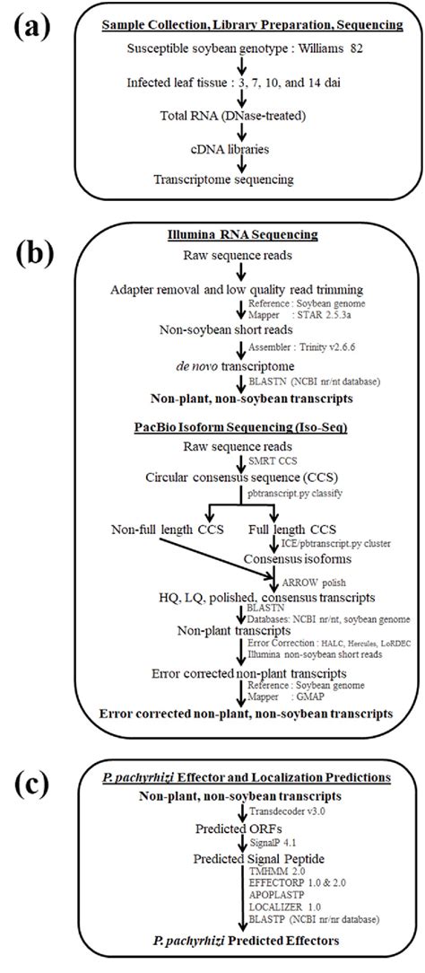 Figure From De Novo Transcriptome Of Phakopsora Pachyrhizi Uncovers