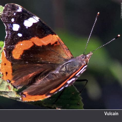 Photographie Aurore Papillons Communs De France Sud Is Re Tri Ves