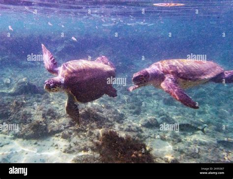 Underwater Picture Of A Loggerhead Sea Turtle Caretta Caretta