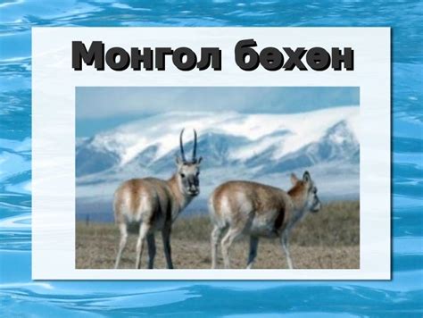 үзүүлэн 3