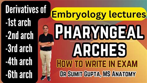 Pharyngeal Arches Derivatives Embryology Youtube