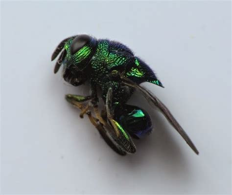 Pollinators My Metallic Green Bees