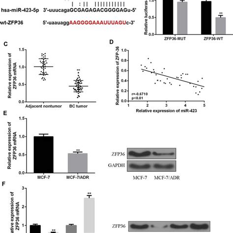 The Relationship Between Zfp36 And Mir 423 A The Binding Sites