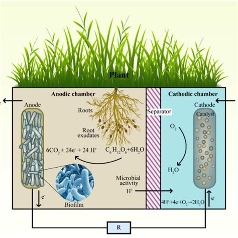 Working Principle And Basic Setup For A Constructed Wetland Microbial