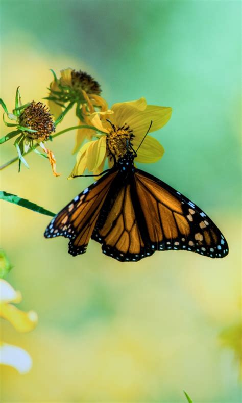 🔥 [100+] Monarch Butterfly Wallpapers | WallpaperSafari