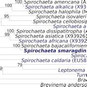 Phylogenetic Tree Highlighting The Position Of S Smaragdinae Sebr