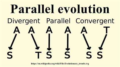 Parallel Evolution