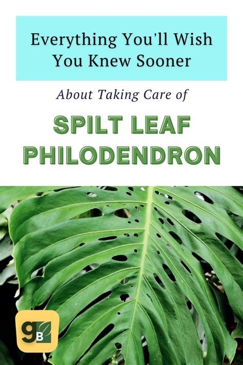 How To Grow A Split Leaf Philodendron That Thrives In Your Home Artofit