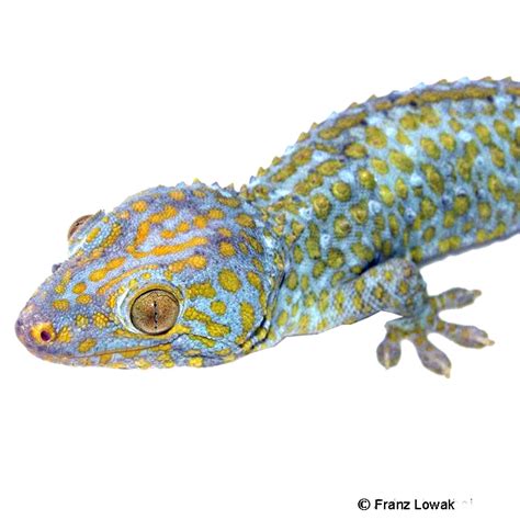 Tokay Gecko Psychedelic Gekko Gecko Pet Wiki