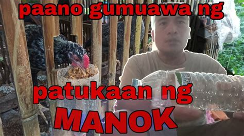 PAANO GUMAWA NG PATUKAAN NG MANOK YouTube