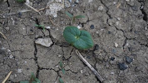 C Mo Preparar El Suelo Para Plantar Okra Wikifarmer