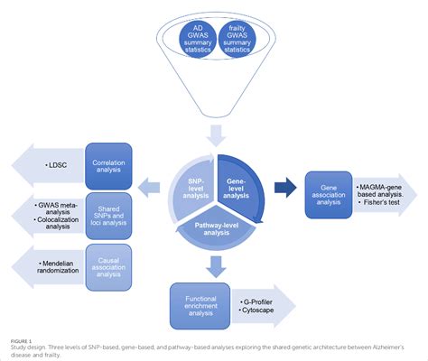 Figure 1 From Dissecting The Shared Genetic Architecture Between