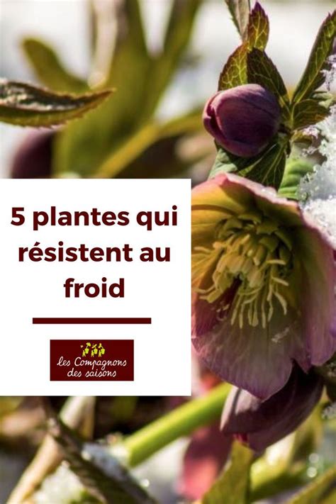 5 plantes qui résistent au froid