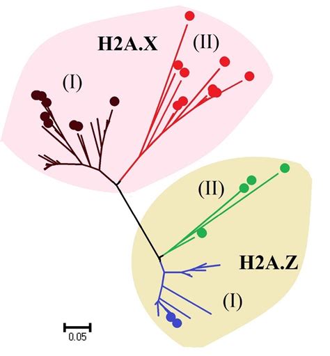 Neighbor Joining Nj Phylogenetic Tree Of H Ax And H A Z Variants