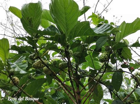 Morinda Citrifolia Ecos Del Bosque