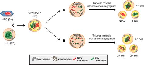 Model Of Random And Nonrandom Chromosome Segregation During Tripolar