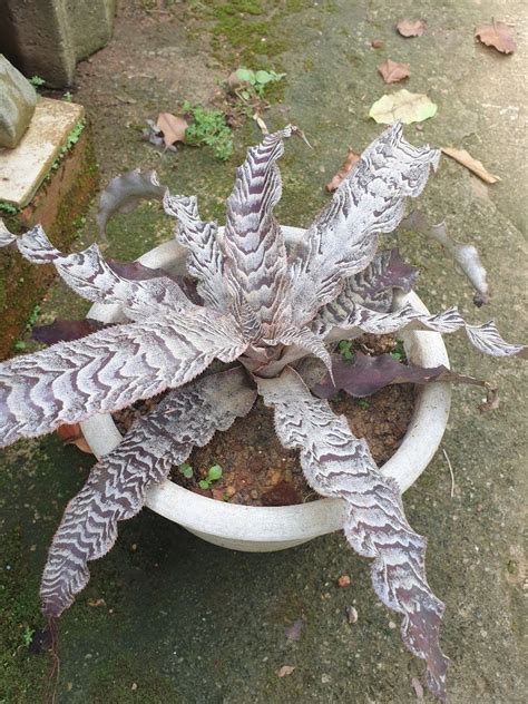 Cryptanthus Zonatus Earth Star Zebra Plant Furniture Home Living