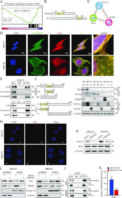 Mesp Binds Competitively To Tcf To Inhibit Activation Of The