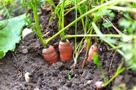 Carottes Cultivez Les De Cette Fa On Dans Votre Potager Et Vous En