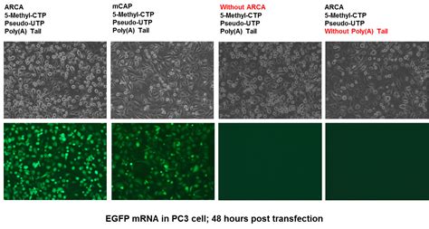 美国apexbio中文官网 Rna