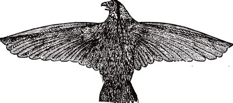 Free Black And White Eagle Clipart Download Free Black And White Eagle Clipart Png Images Free