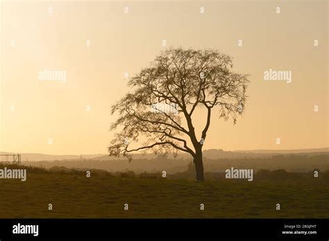 A Silhouette Of A Solitary Tree Shortly Before Sunset Stock Photo Alamy