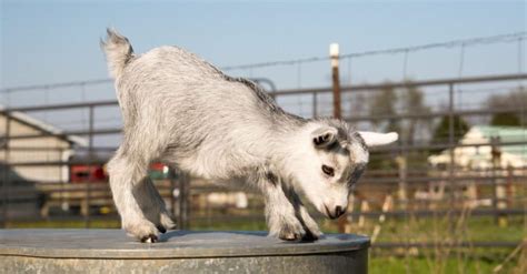 Do Miniature Goats Make Good Pets? Two Are Better Than One - IMP WORLD