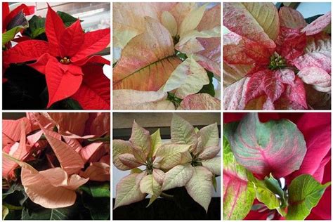 Poinsettia Varieties Poinsettia Amazing Flowers Flowers