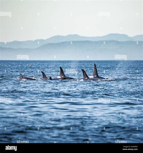 Vancouver Island Killer Whales Hi Res Stock Photography And Images Alamy