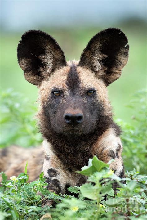 Cape hunting dog Photograph by Tony Camacho - Pixels