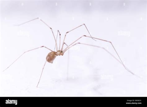 Pholcidae Pholcus Phalangioides Macro De Ara A De Bodega Ara A De