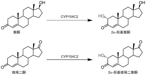 一种利用细胞色素p450酶合成2α 羟基化类固醇化合物的方法与流程