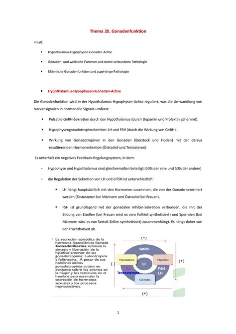 Thema 20 Vorlesungsnotizen 20 Thema 20 Gonadenfunktion Inhalt