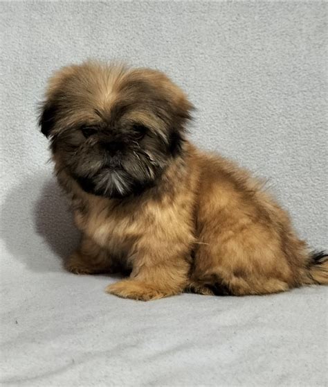 Shih Tzu Miesi Czna Suczka Fal Cice Parcela Olx Pl