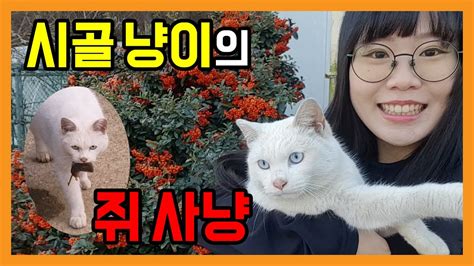 시골 고양이가 처음으로 쥐를 잡았어요 츄냥이 묘생 첫 쥐사냥 Youtube