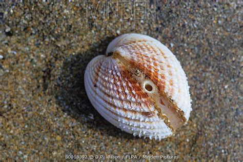 European Prickly Cockle Stock Photo Minden Pictures