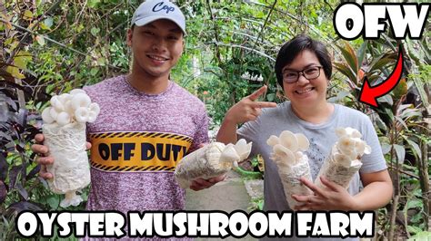 19 000 Pesos Na Puhunan Ng OFW Sa Oyster Mushroom Farming Lumago YouTube