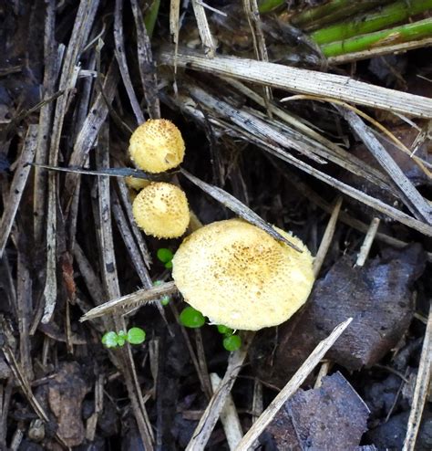 Common Gilled Mushrooms And Allies From Enoggera Reservoir QLD 4520