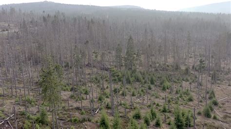 Dead and Dying Forest Caused by the Bark Beetle Aerial View 23404936