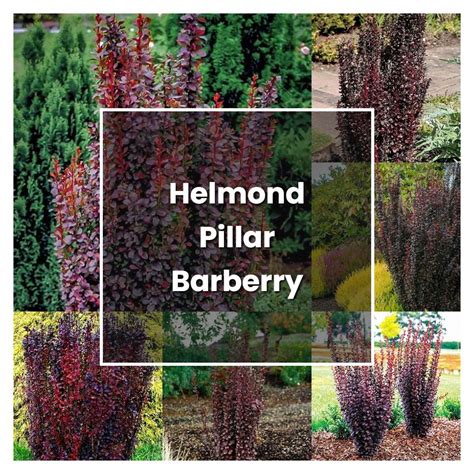 How To Grow Helmond Pillar Barberry Plant Care And Tips Norwichgardener