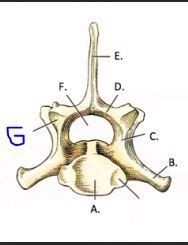 Bones Of The Vertebral Column And Ribs Flashcards Quizlet