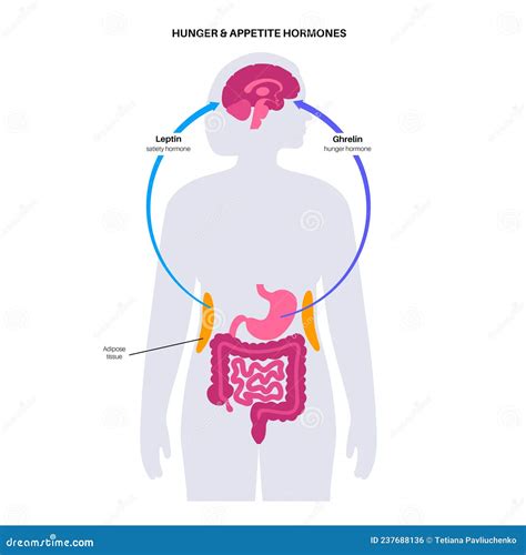 Hormonas Del Apetito De Hambre Ilustraci N Del Vector Ilustraci N De