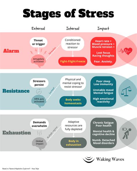 Hans Selye Stress Stages