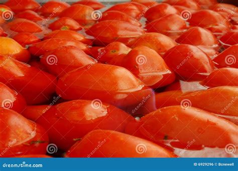 Tomato Bath Stock Photo Image Of Harvest Tomatoes Vegetable 6929296