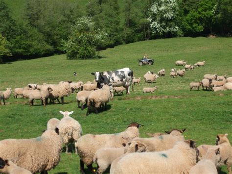 Sheep farming crisis - Kates Country School